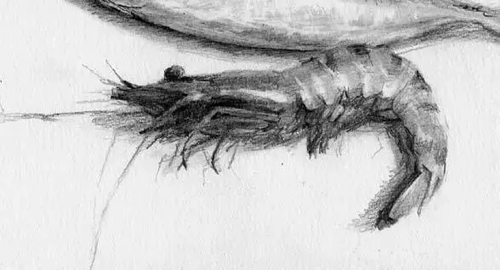 1486301785208957.png 素描靜物8.png